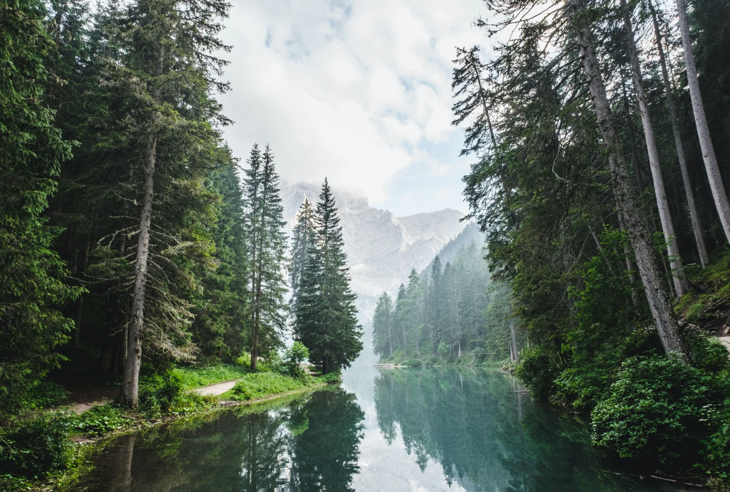 Alberi nel bosco italiano