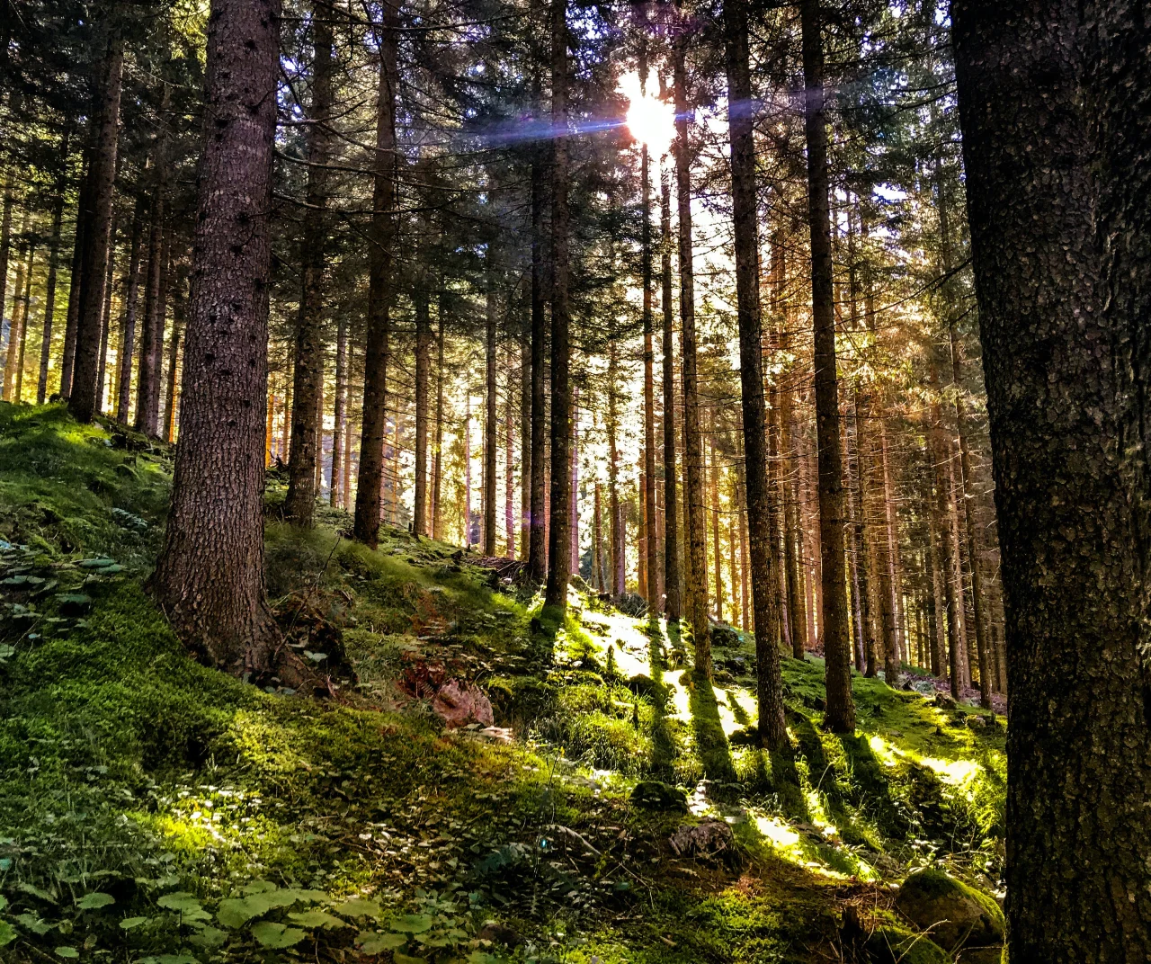 La luce attraversa un bosco italiano