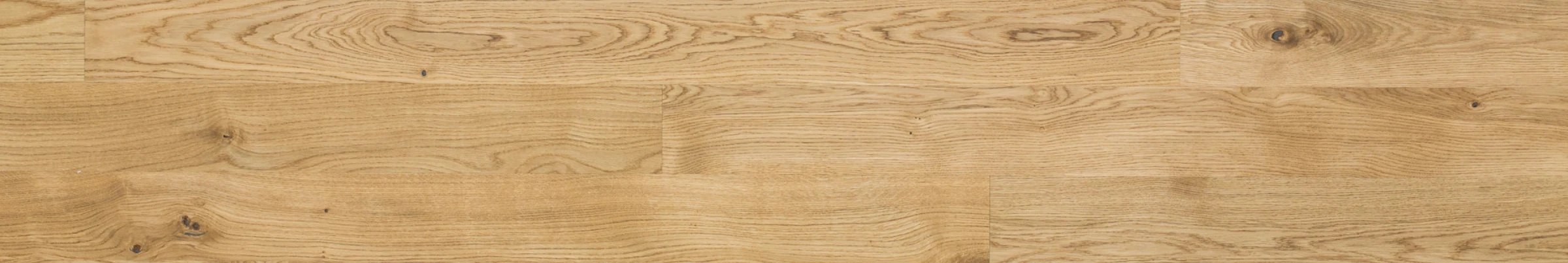 Rovere Maggiolino